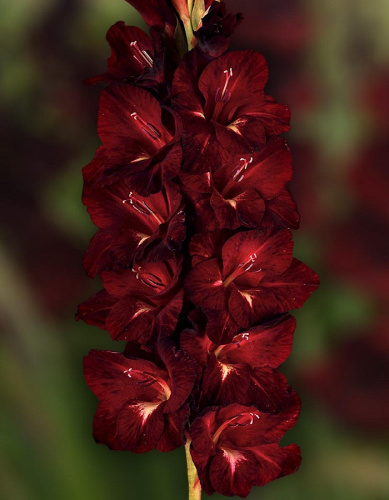 Гладиолус Кот Бегемот