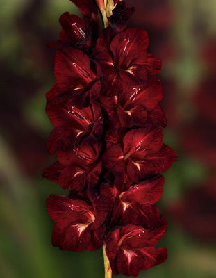 Гладиолус Кот Бегемот