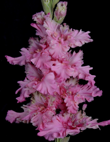 Гладиолус Подводный Мир