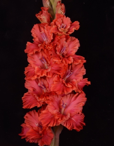 Гладиолус Винни Пух