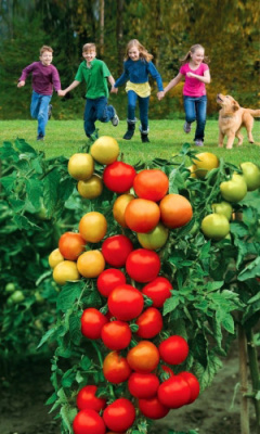 Томат Веселая компания (УД) 20 шт цв.п