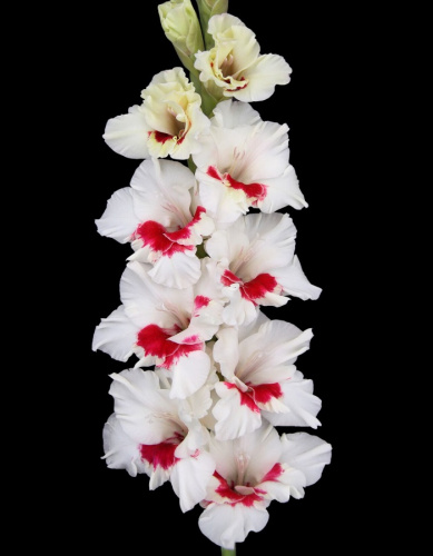 Гладиолус Весточка