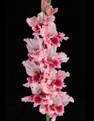 Гладиолус Дверь в Лето