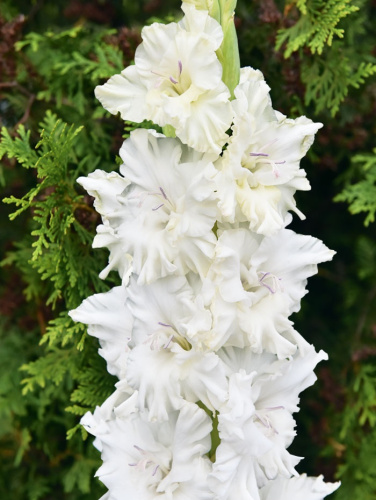 Гладиолус Прогулка по облакам