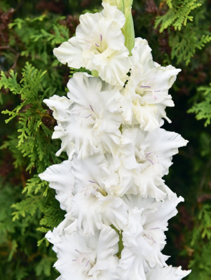 Гладиолус Прогулка по облакам