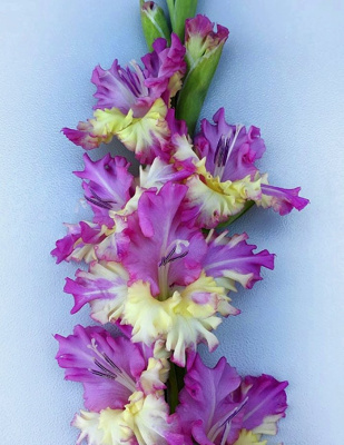 Гладиолус Солнце в Сирени