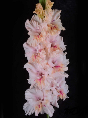 Гладиолус Утренняя Нега