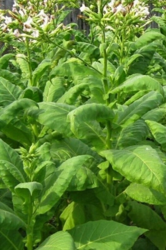 Табак Герцеговина Флор (УД) 0,05 гр