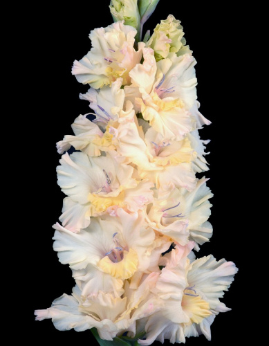 Гладиолус Воспоминания из детства