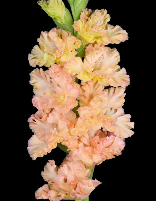 Гладиолус Кучеряво Живём