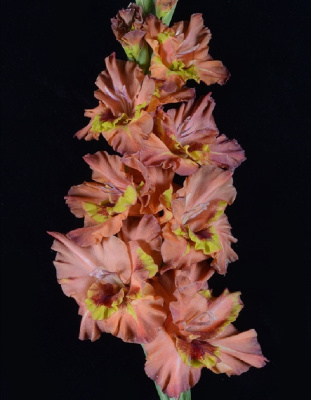 Гладиолус Билет на Транай