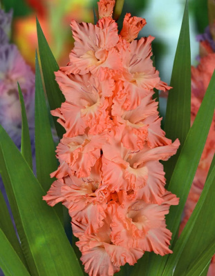 Гладиолус Медовый Месяц