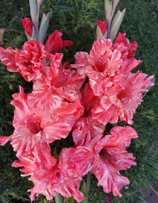 Гладиолус Муаровый Иней