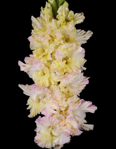 Гладиолус Порхание Бабочки