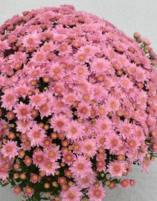 Хризантема шаровидная Беби мам пинк  ASF 1 шт Р9
