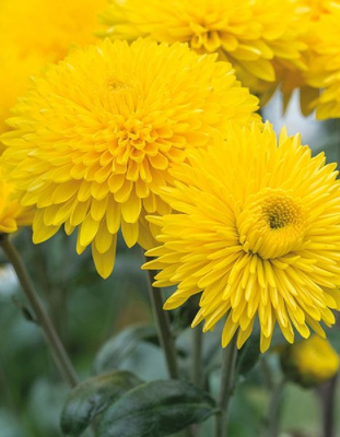 Хризантема корейская Маргарет Санни ASF 1 шт Р9