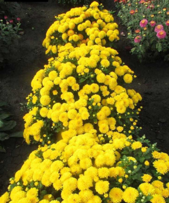 Хризантема шаровидная Беби мам елоу  ASF 1 шт Р9