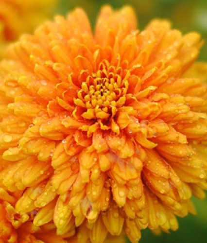 Хризантема корейская Памела Бронз ASF 1 шт Р9