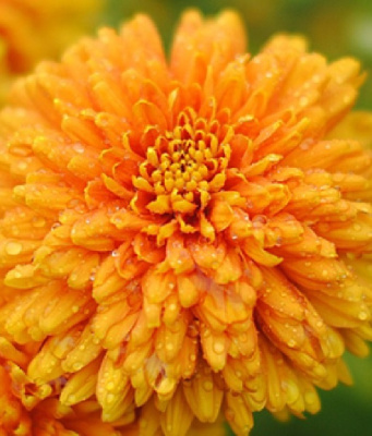 Хризантема корейская Памела Бронз ASF 1 шт Р9