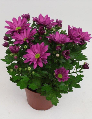 Хризантема карликовая Бриз Классик ASF 1 шт Р9