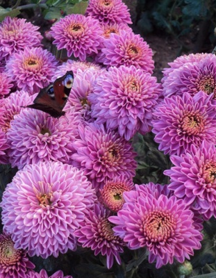 Хризантема кустовая Бленда Пинк ASF 1 шт Р9