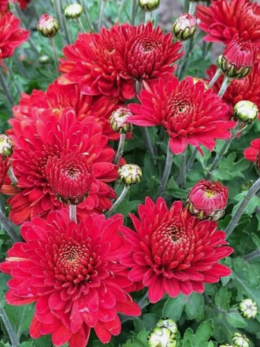 Хризантема корейская Червона Калина ASF 1 шт Р9