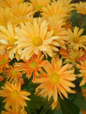 Хризантема Корейская Рейган ASF 1 шт Р9