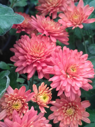 Хризантема мультифлора Урсула Ред ASF 1 шт Р9