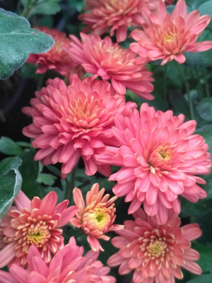 Хризантема мультифлора Урсула Ред ASF 1 шт Р9