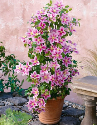 Клематис Пиилу