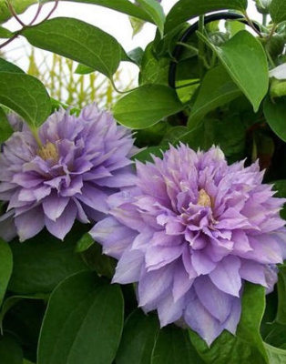 Клематис Протеус