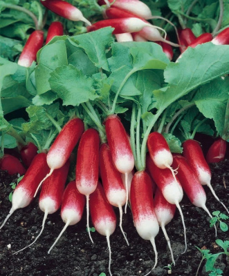 Редис Санькина Любовь