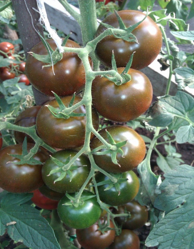 Томат Шахтер