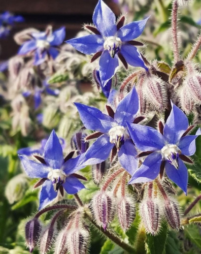 Огуречная трава (бораго) Апрельский (УД) 0,5 гр цв п