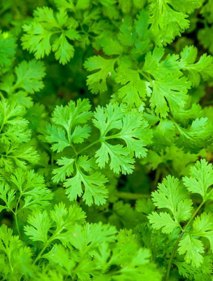 Кориандр (кинза) Сибирский дачник (УД) цв.п.