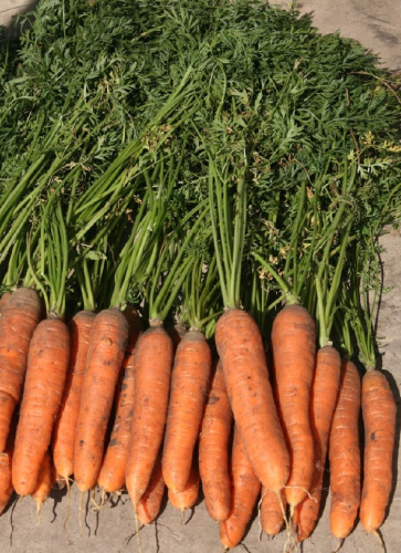 Морковь Веснушка F1 (Селекция "ВХ") 0,3 гр цв.п.