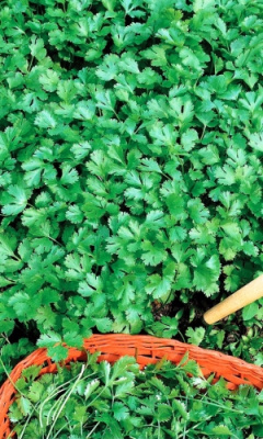 Кориандр (кинза) Здоровяк (УД) 2гр. цв.п.