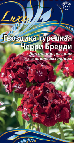 Гвоздика турецкая Черри Бренди 4 шт