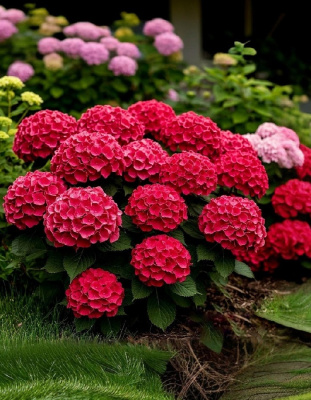 Гортензия крупнолистная Рэд Барон ASF 1 шт Р9