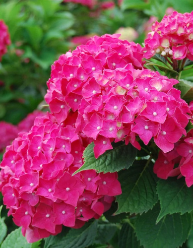 Гортензия крупнолистная Пиа ASF 1 шт Р9