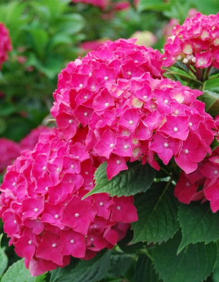 Гортензия крупнолистная Пиа ASF 1 шт Р9