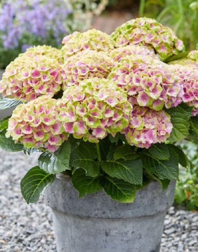 Гортензия крупнолистная Мэджикал Кристал ASF 1 шт Р9