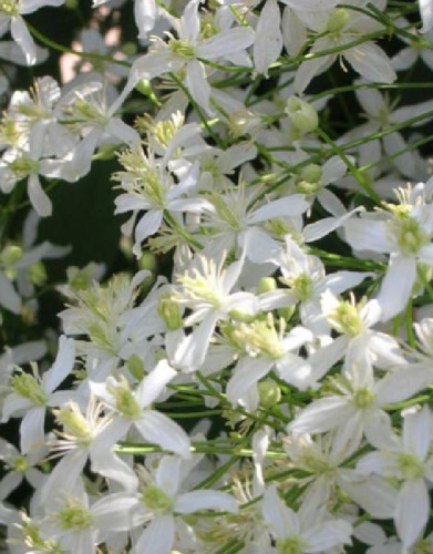 Клематис Эрли Сноу