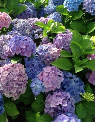 Гортензия крупнолистная Букет Роуз ASF 1 шт Р9