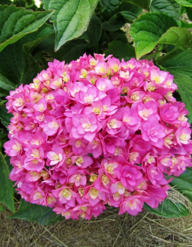 Гортензия крупнолистная Ю Энд Ми Тугевер ASF 1 шт Р9