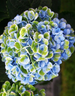 Гортензия крупнолистная Меджикал Революшен ASF 1 шт Р9