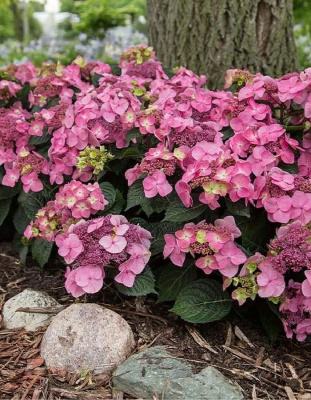 Гортензия крупнолистная Эндлесс Саммер Поп Стар ASF 1 шт Р9