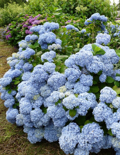 Гортензия крупнолистная Никко Блю ASF 1 шт Р9