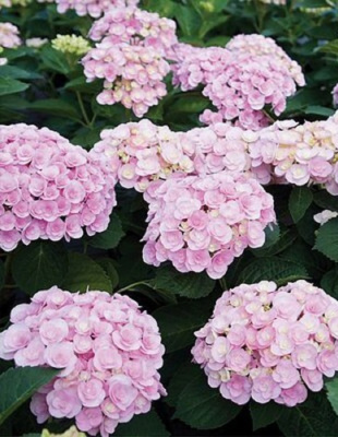 Гортензия крупнолистная Ю энд Ми Лав ASF 1 шт Р9