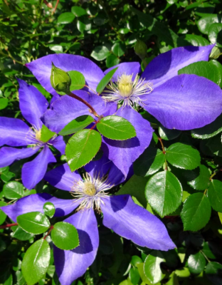 Клематис Даниэль Деронда